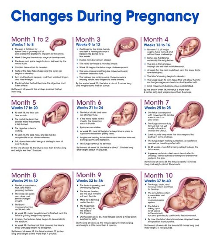 Discoveries And Insights: Jessica Tarlov's Pregnancy Journey